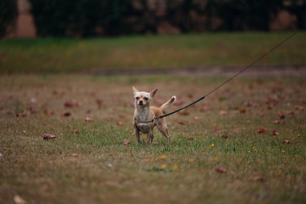 Transform your patio with chic outdoor lighting ideas